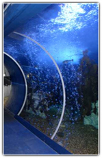 Aquarium Window