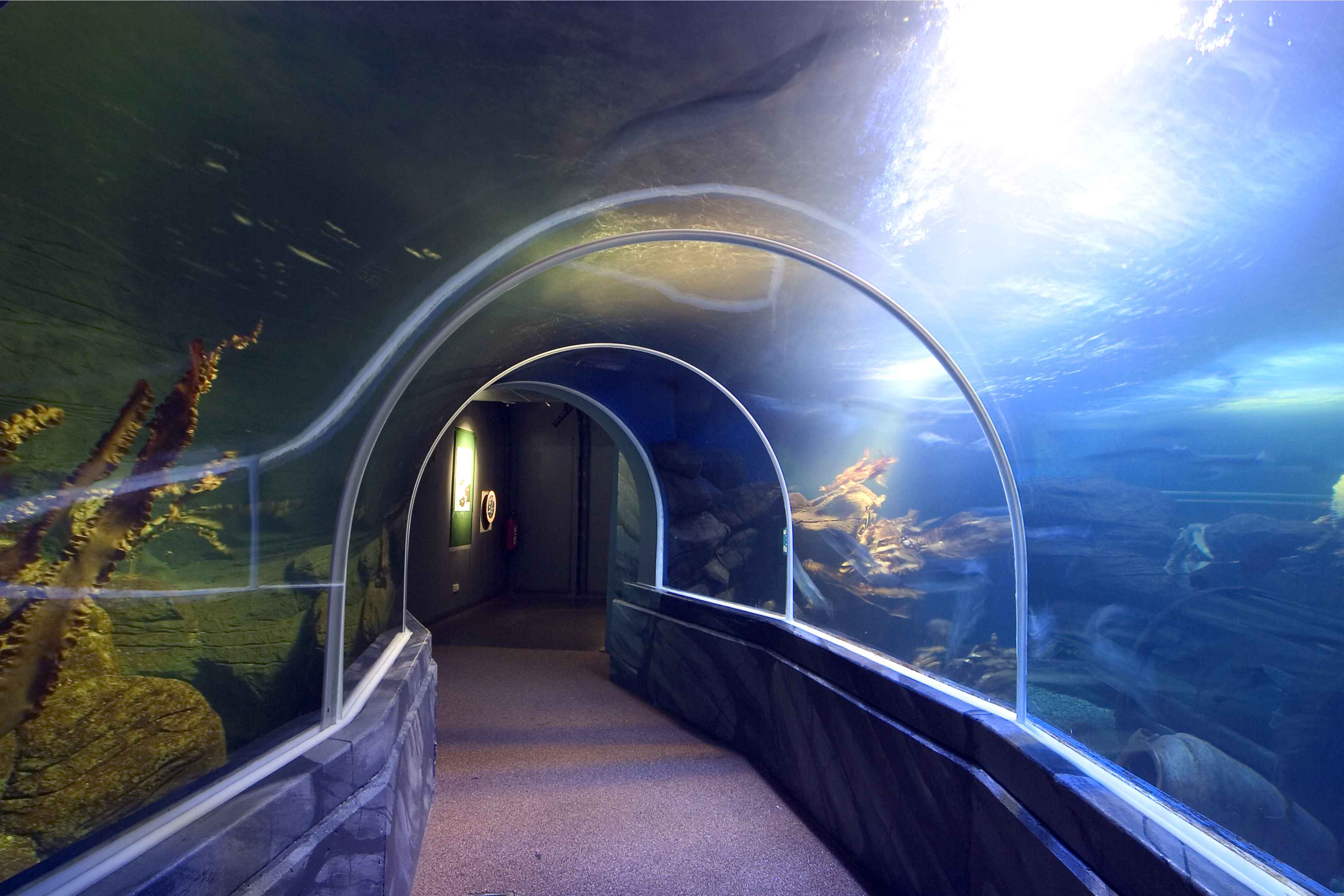 Berlin aquarium tunnel made from thermoformed aquarium grade acrylic block 